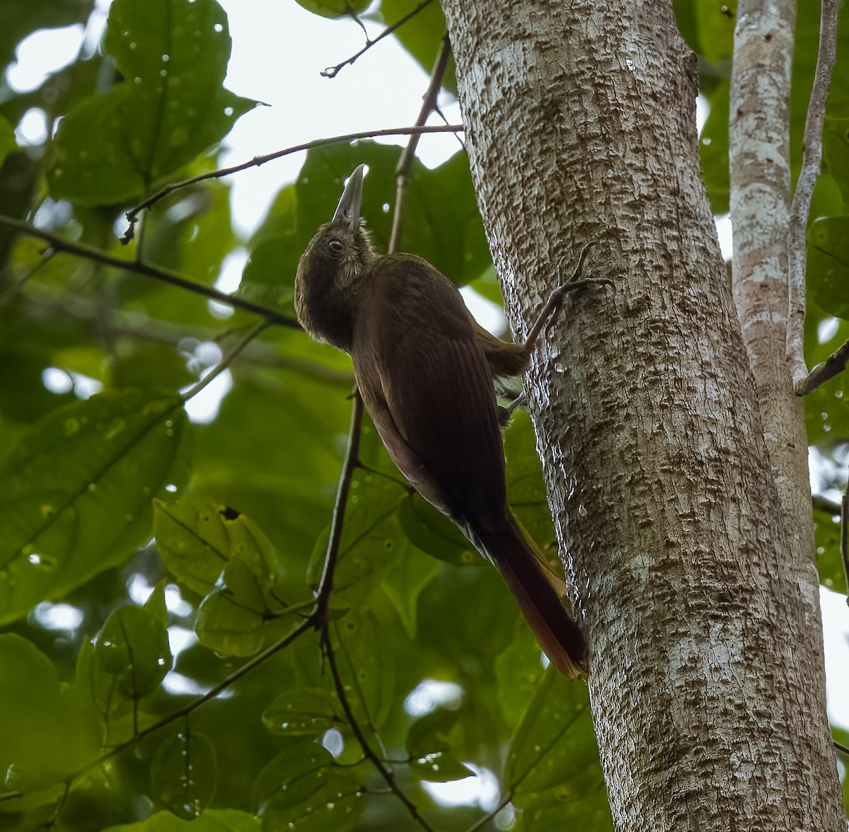 Olivaceous Woodcreeper - ML642736023