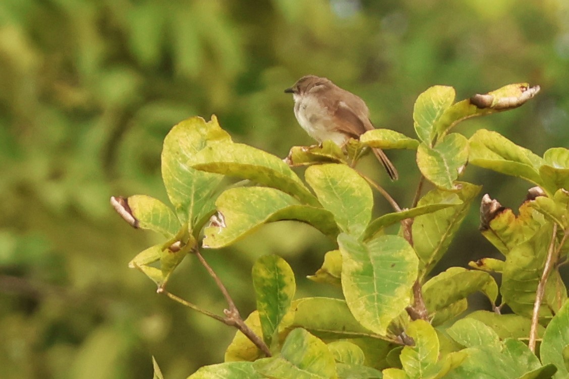 Whistling Cisticola - ML642736025