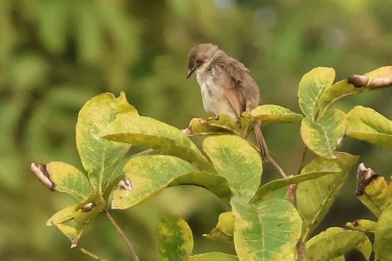 Whistling Cisticola - ML642736026