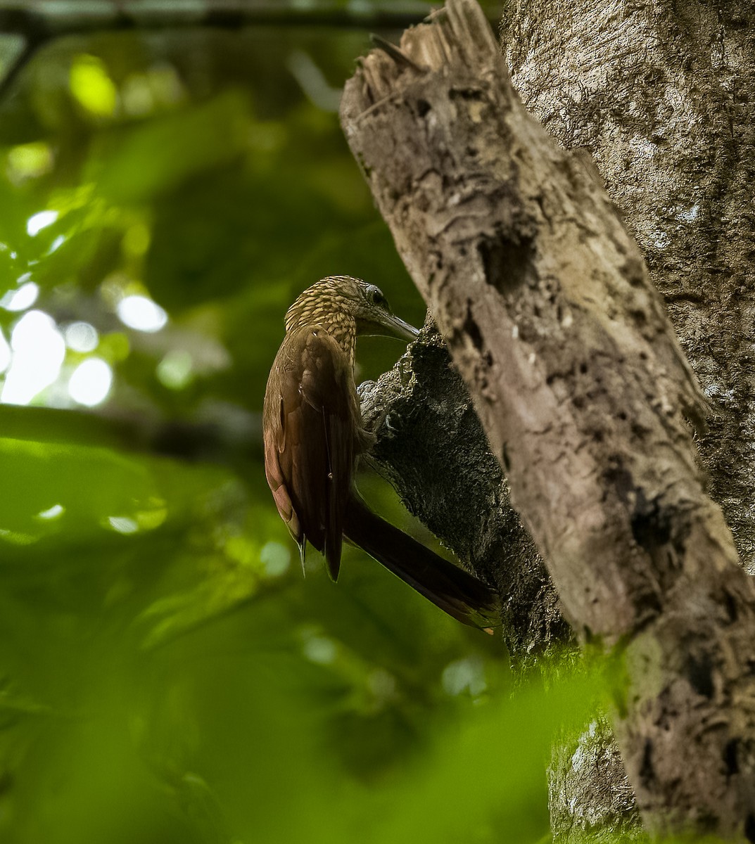 Buff-throated Woodcreeper - ML642736030