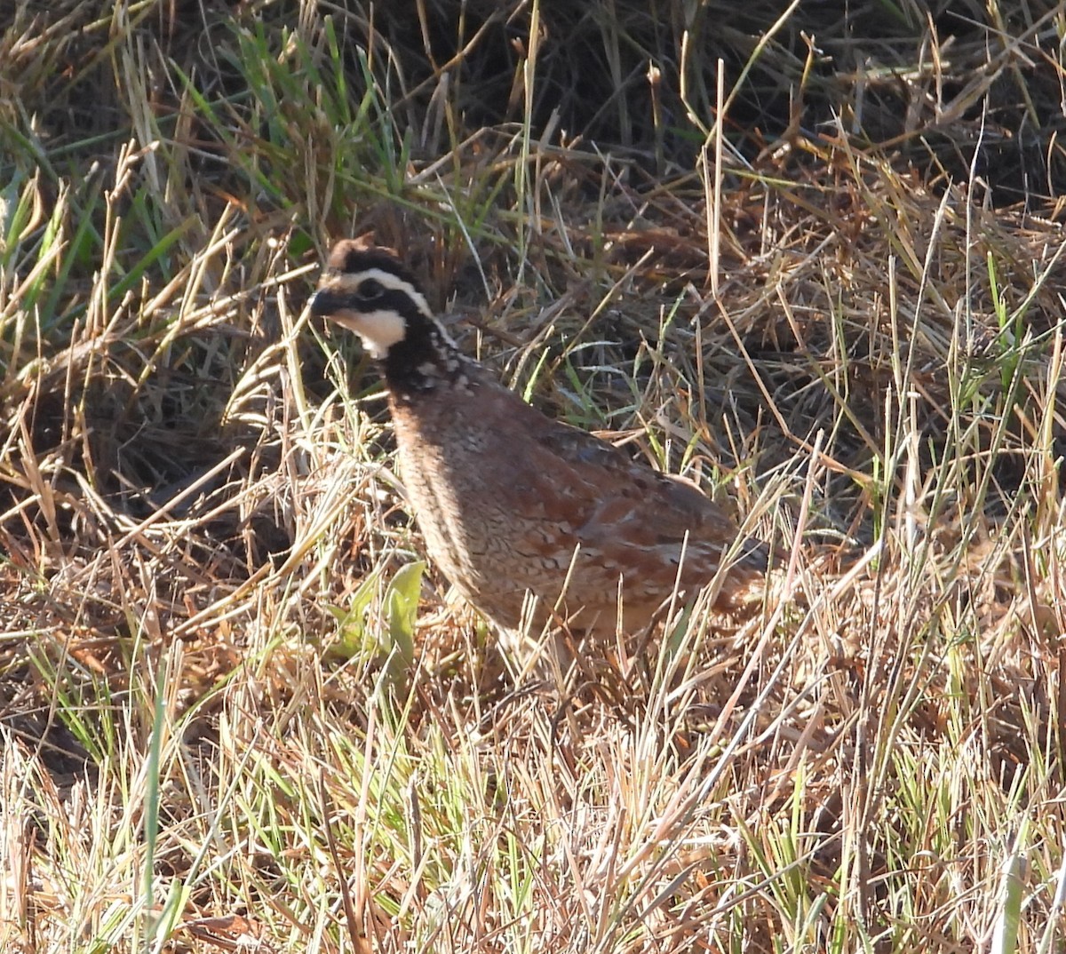 Northern Bobwhite - ML642736033