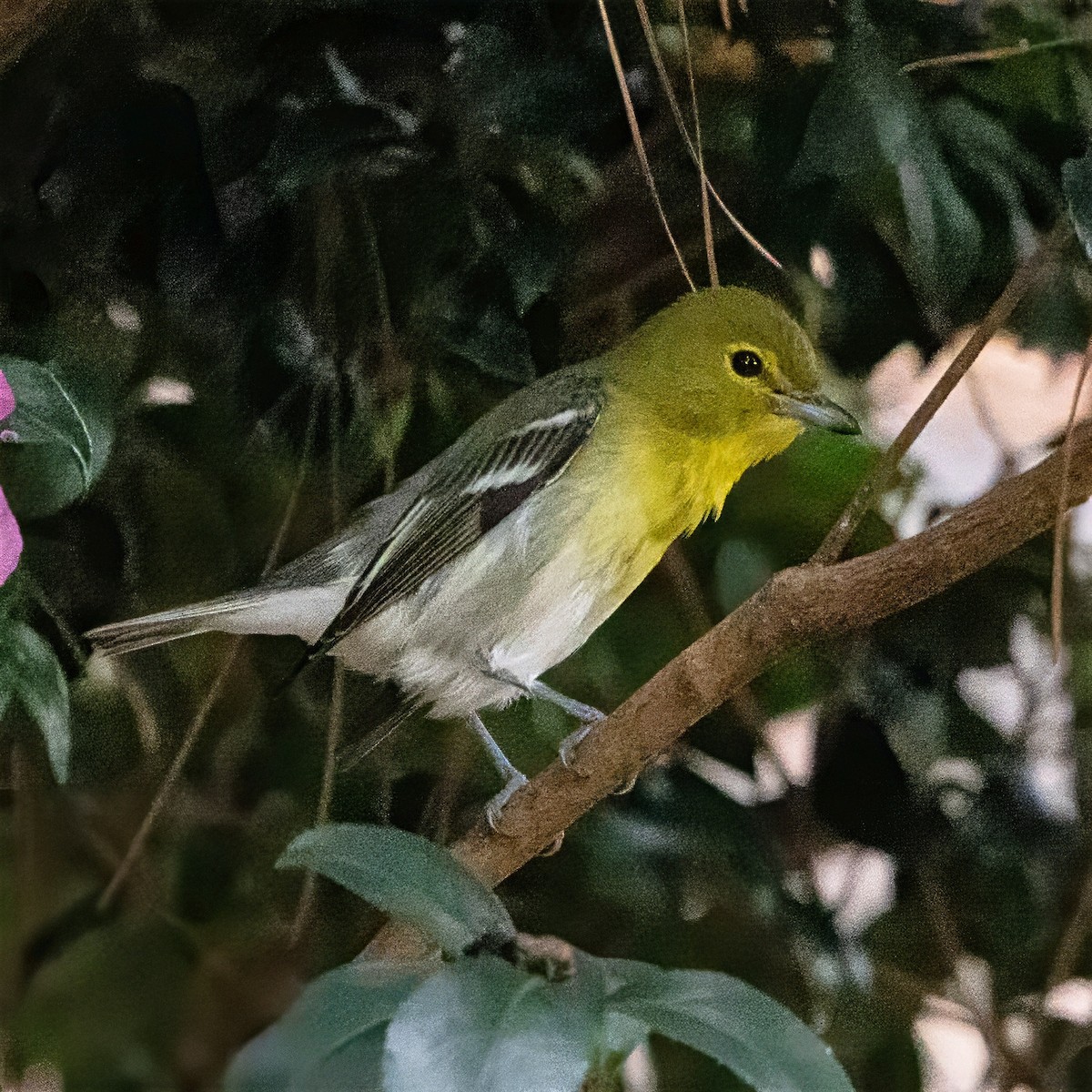 Yellow-throated Vireo - ML642736036
