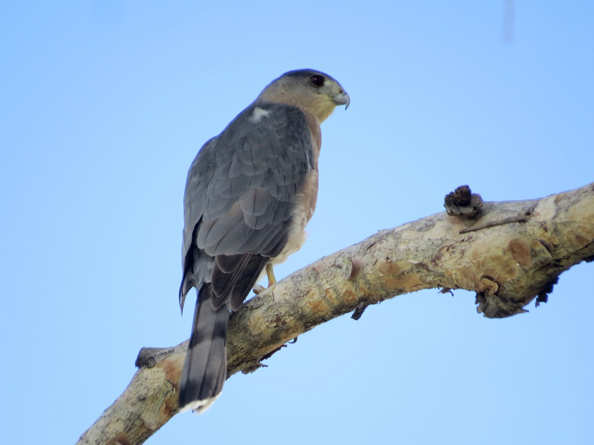 Cooper's Hawk - ML642736039