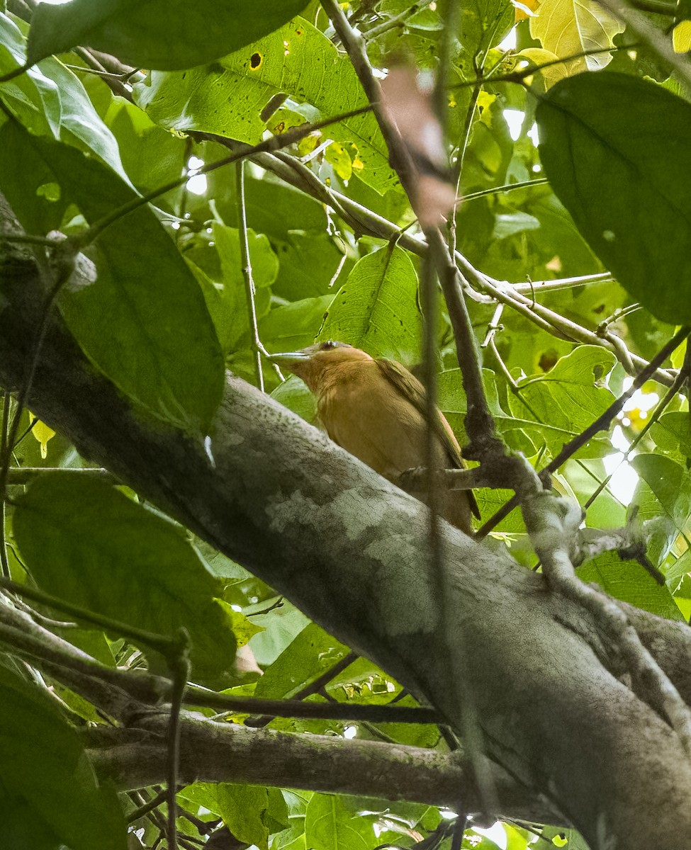 Flame-crested Tanager - ML642736040