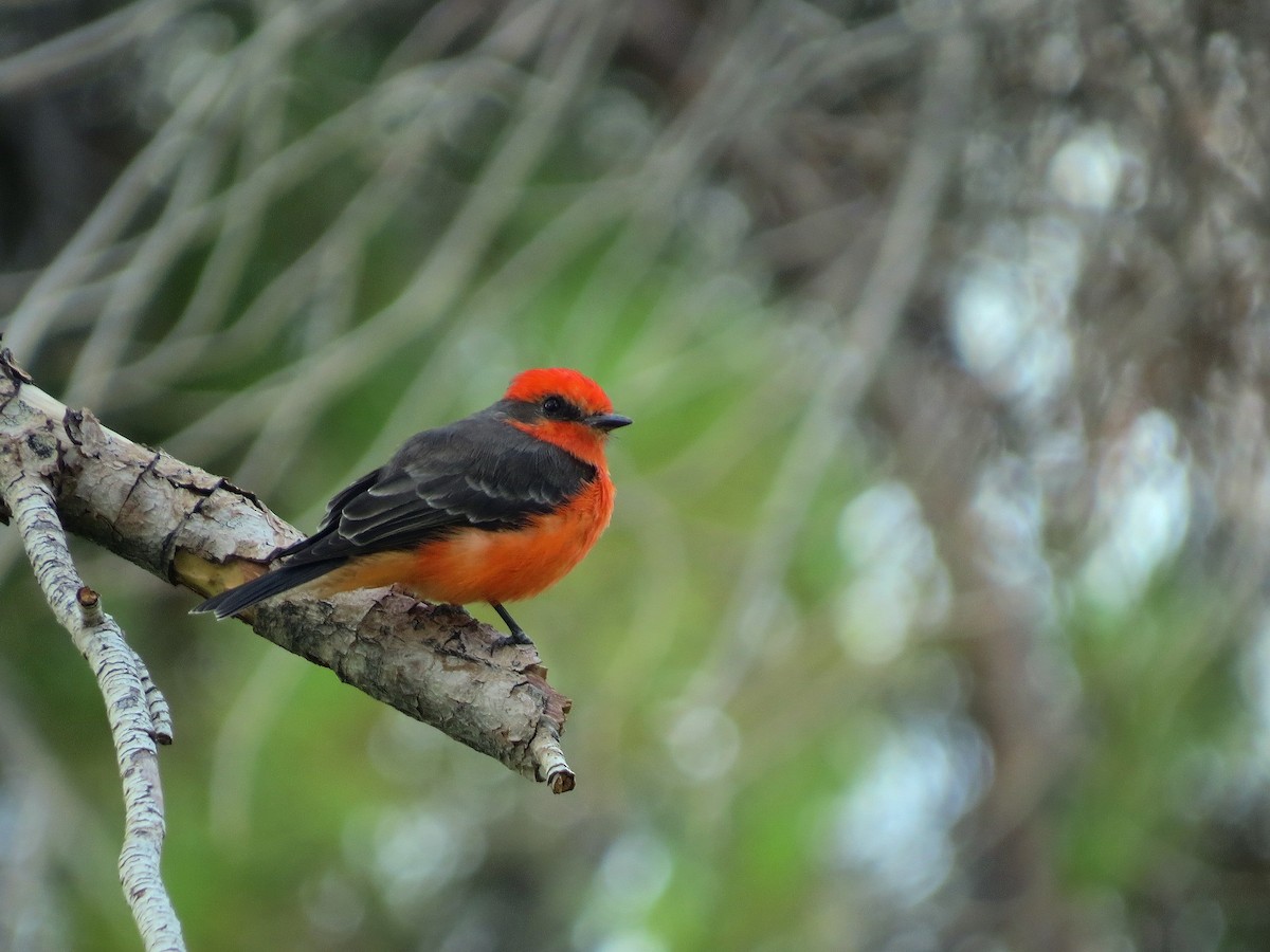 Vermilion Flycatcher - ML642736043