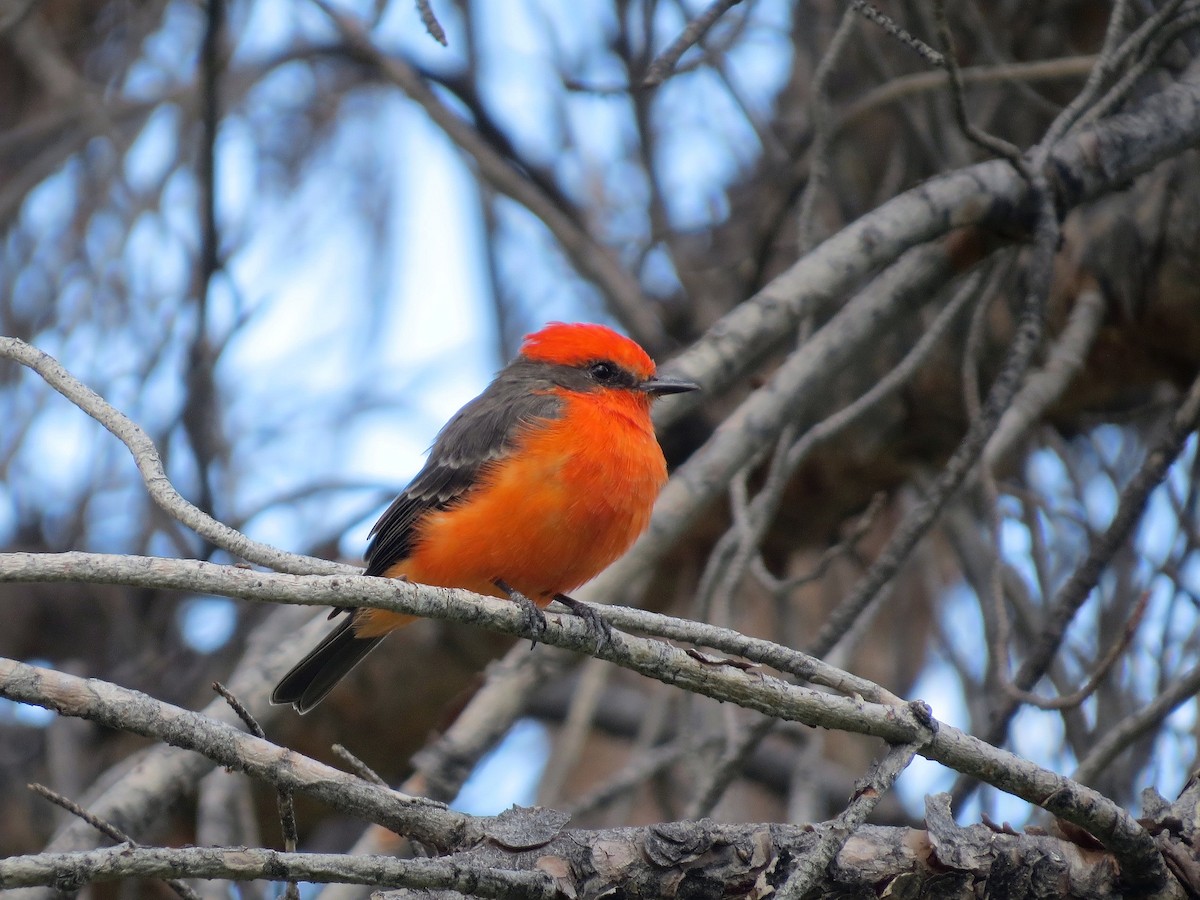 Vermilion Flycatcher - ML642736044