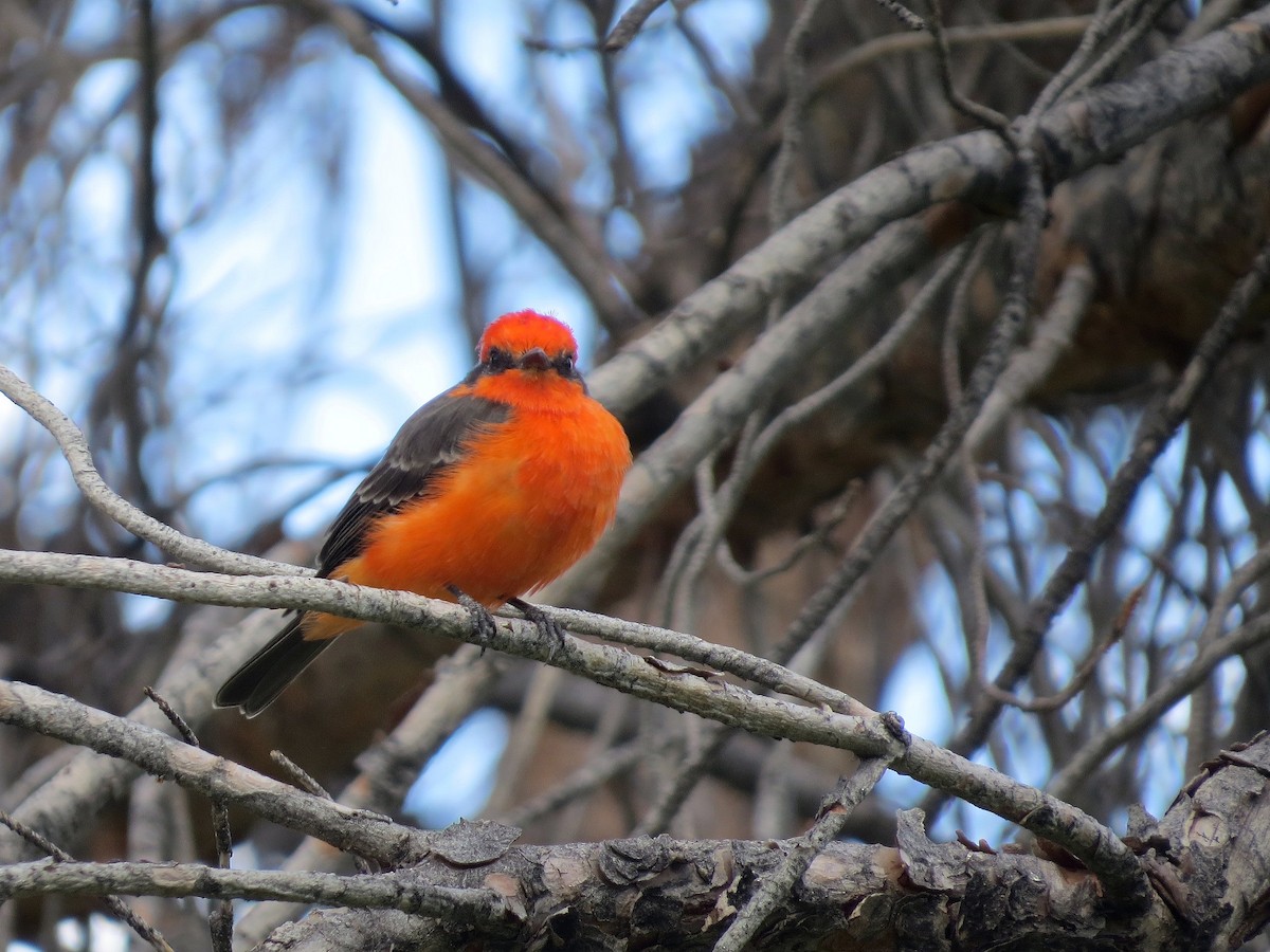 Vermilion Flycatcher - ML642736045