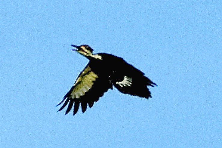 Pileated Woodpecker - ML642736048