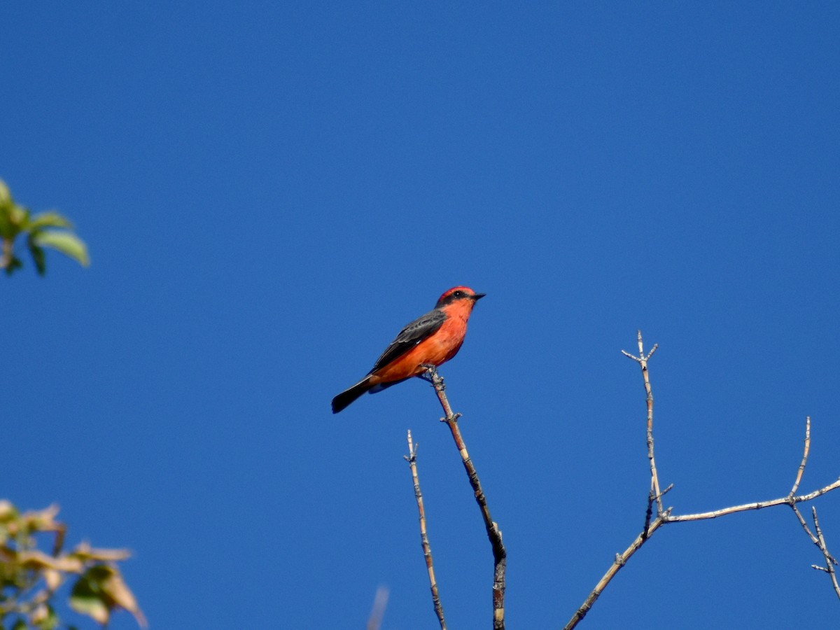 Vermilion Flycatcher - ML642736049
