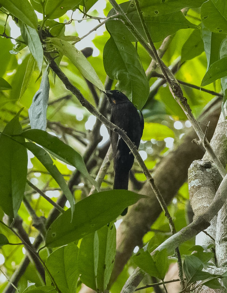 Flame-crested Tanager - ML642736053