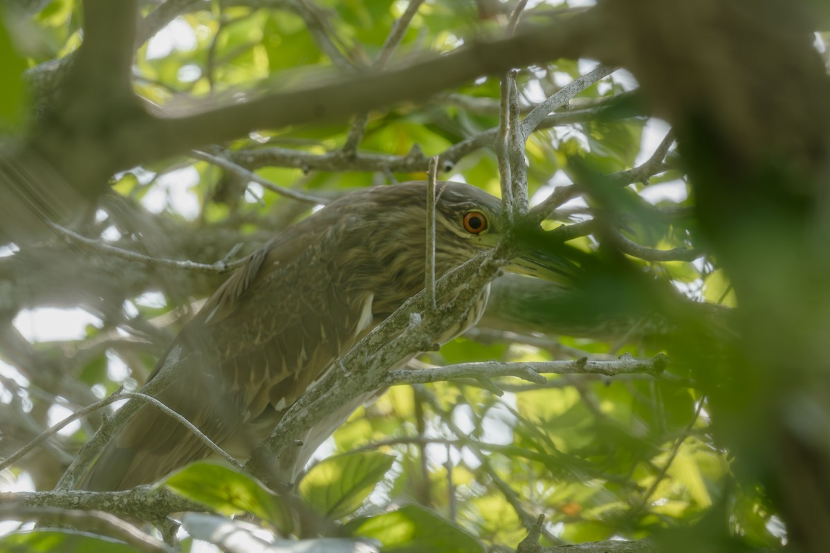 Black-crowned Night Heron - ML642736057