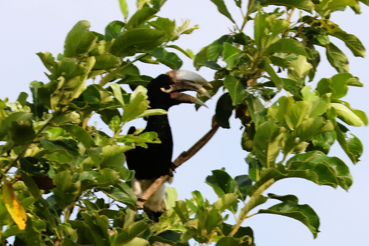 White-thighed Hornbill - ML642736058