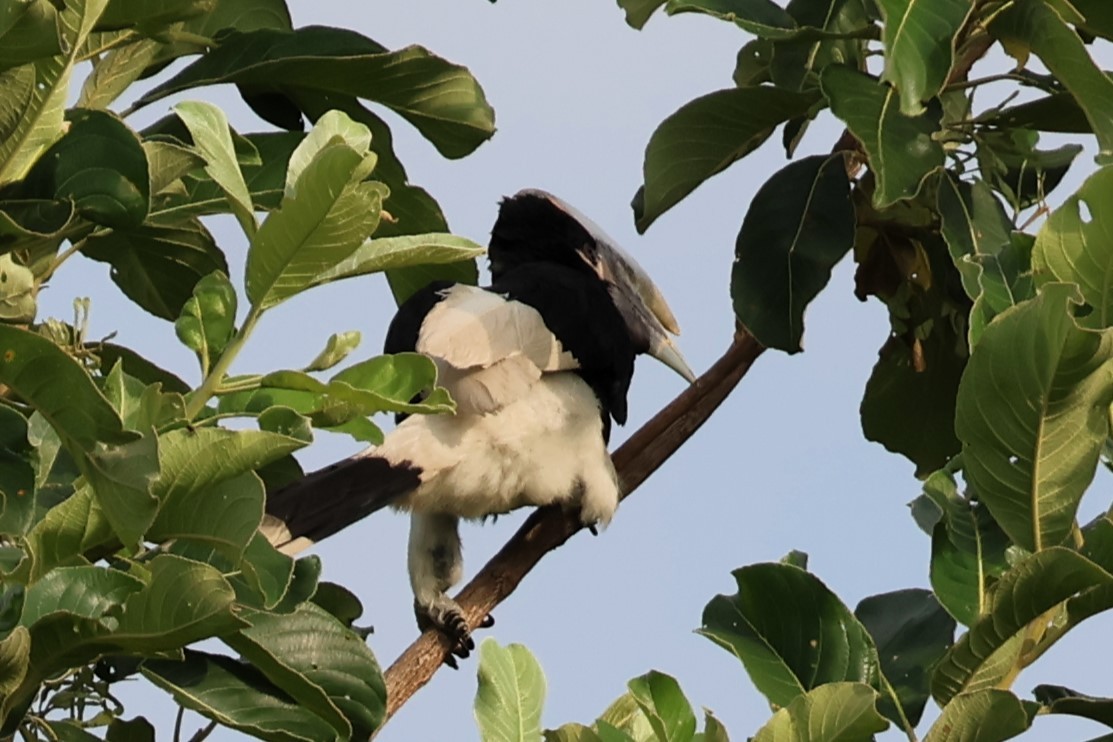 White-thighed Hornbill - ML642736059