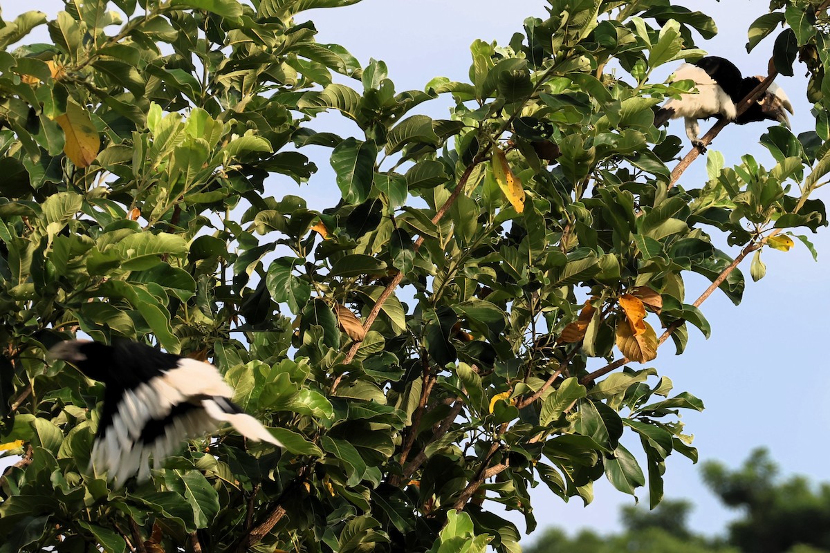 White-thighed Hornbill - ML642736060