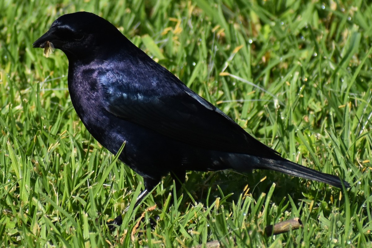 Shiny Cowbird - ML642736073