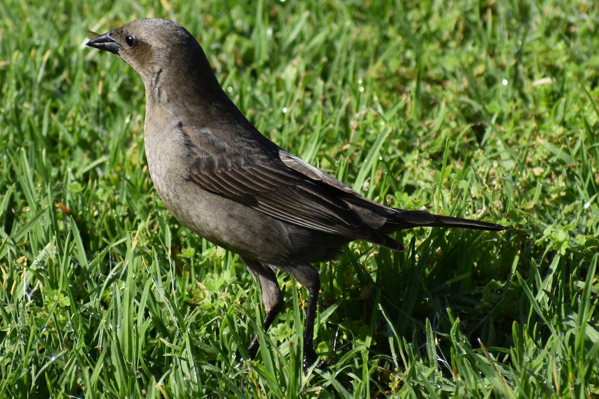 Shiny Cowbird - ML642736074