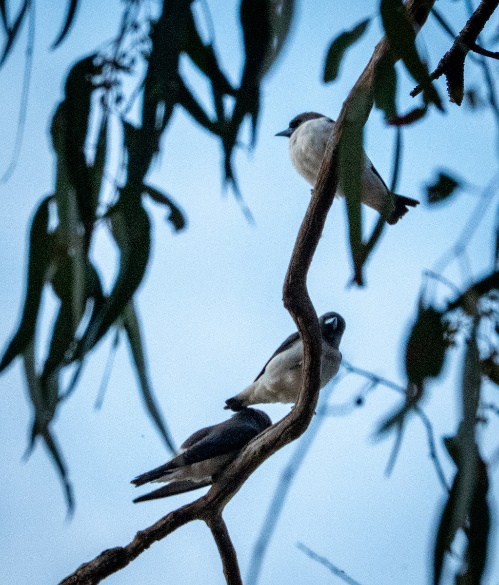 White-breasted Woodswallow - ML642736083
