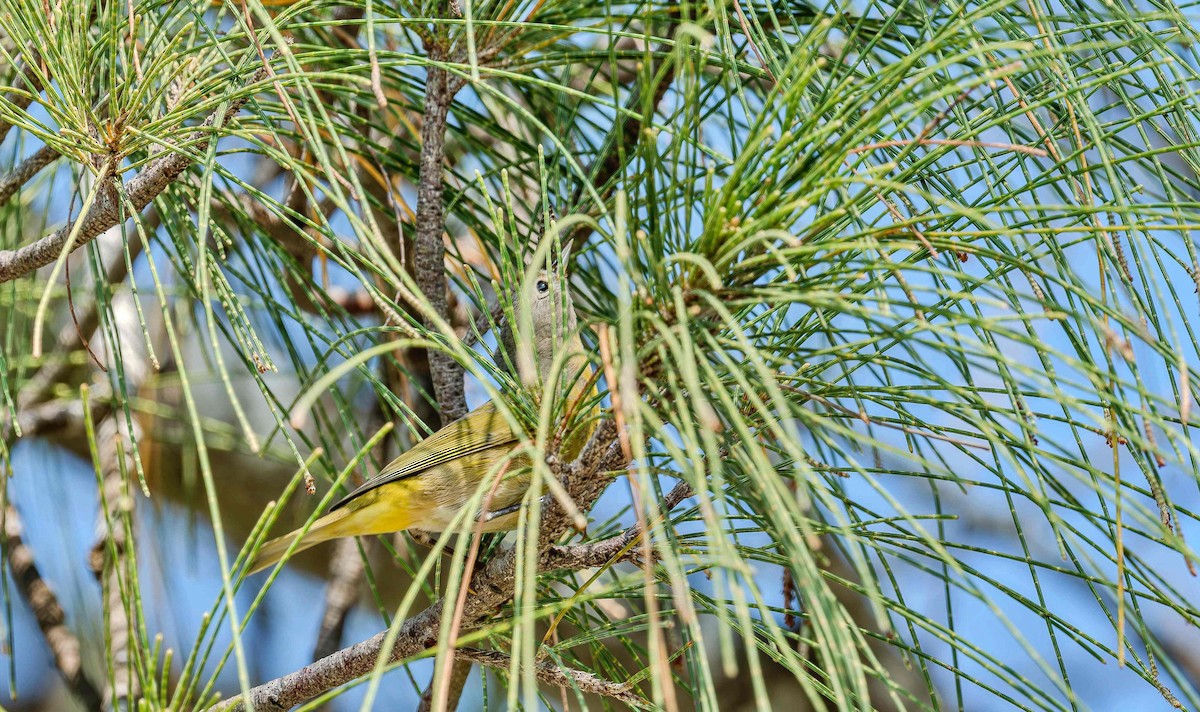 Nashville Warbler - ML642736085