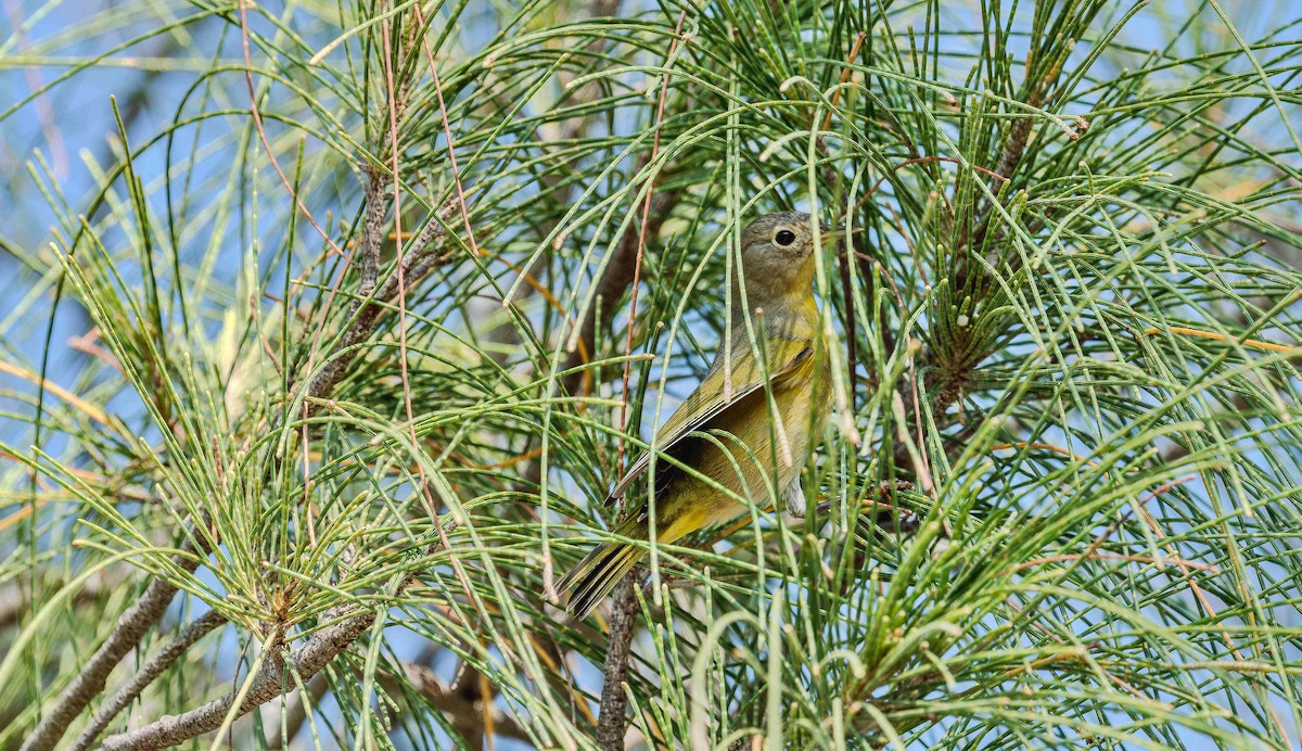Nashville Warbler - ML642736097
