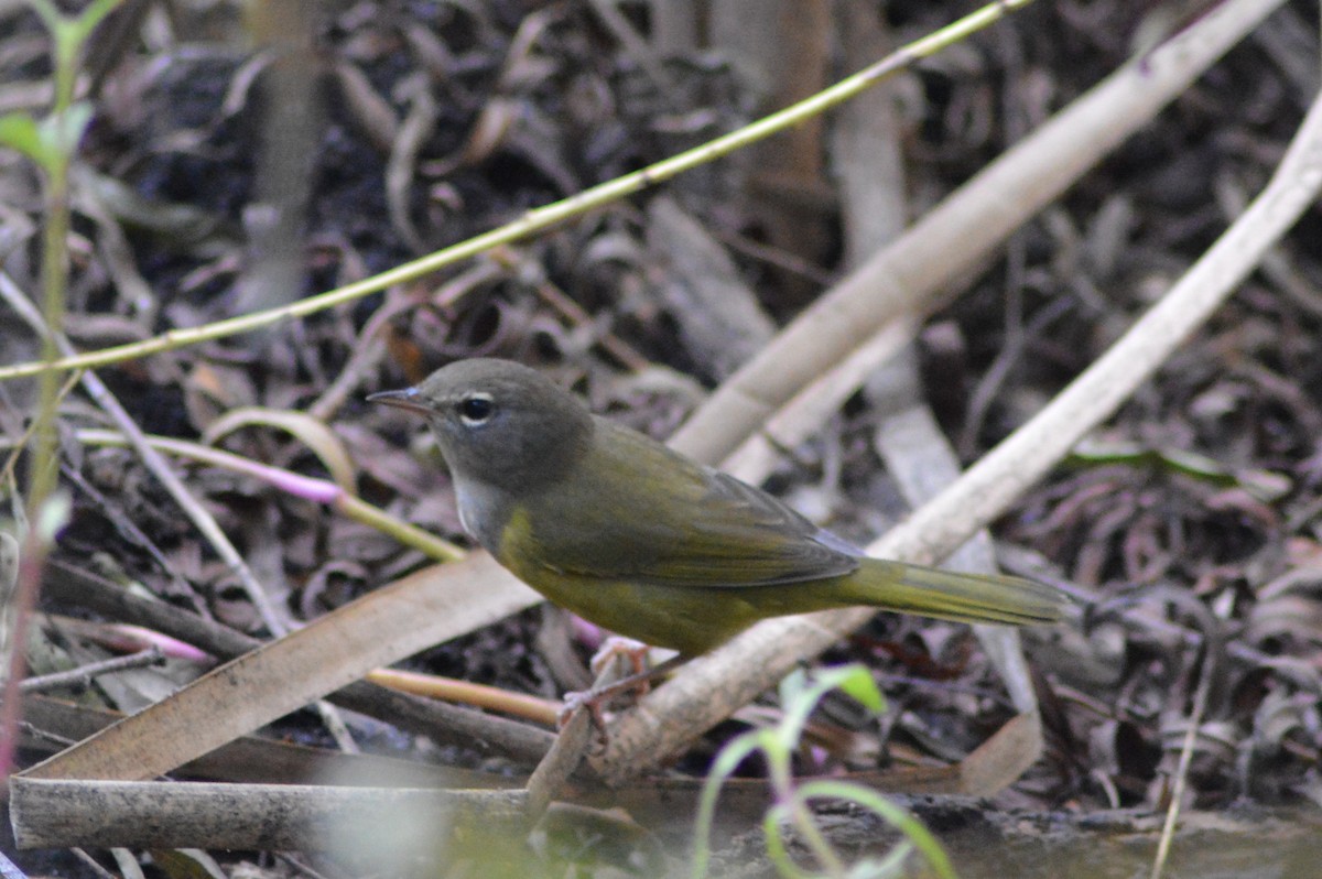 MacGillivray's Warbler - ML642736113