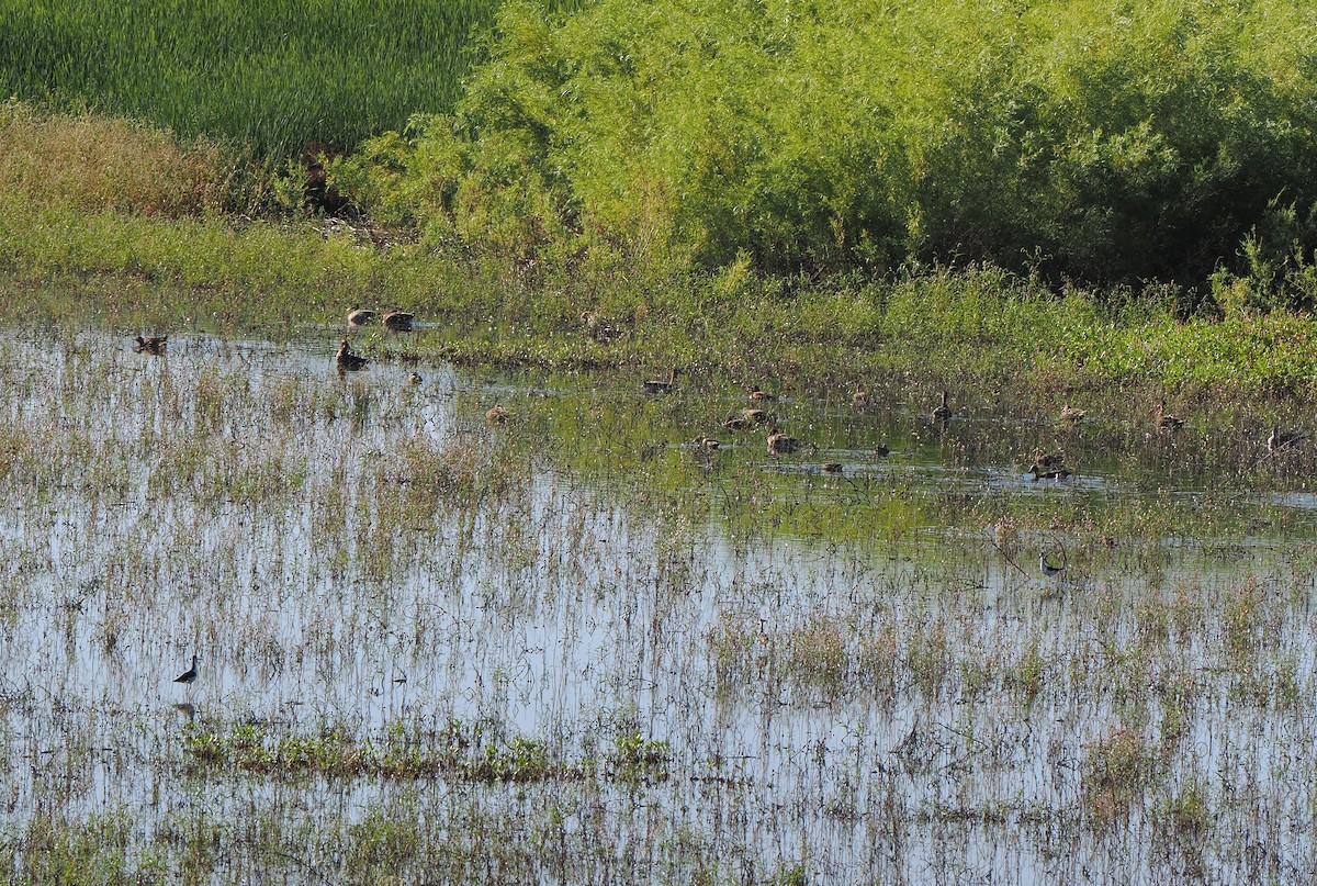 plovavá kachna sp. - ML642736115