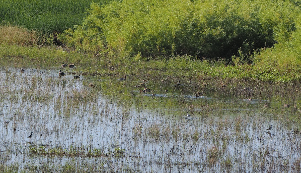 plovavá kachna sp. - ML642736120