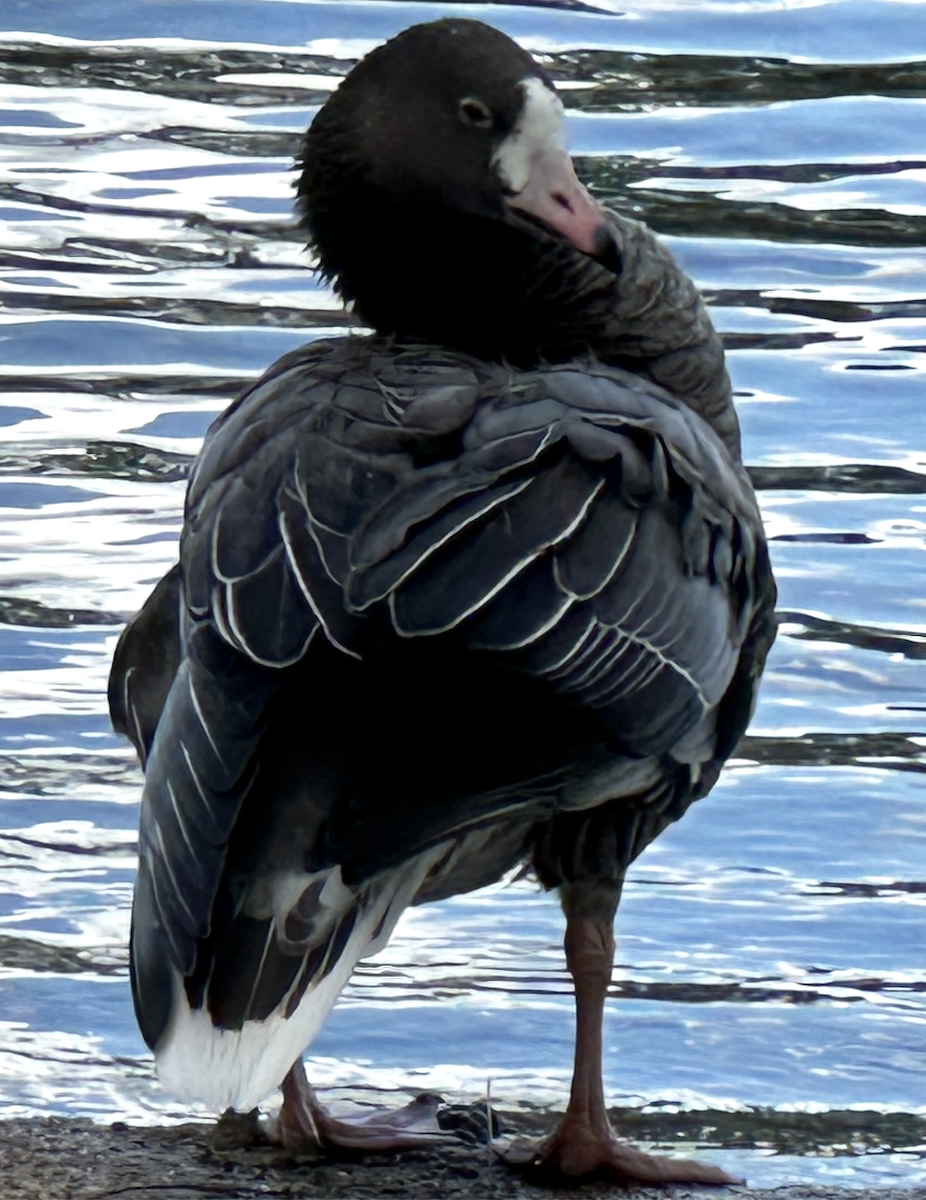 Lesser White-fronted Goose - ML642736132
