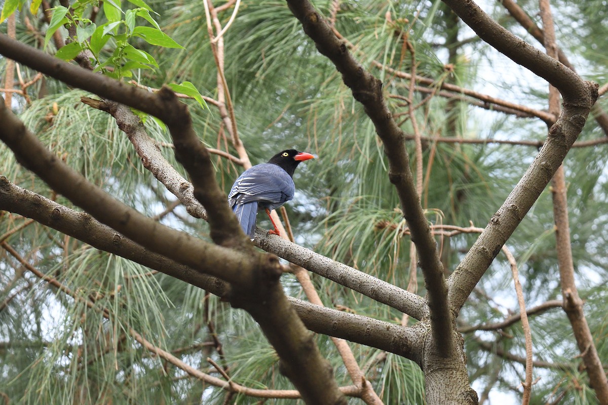 Taiwan Blue-Magpie - ML642736145