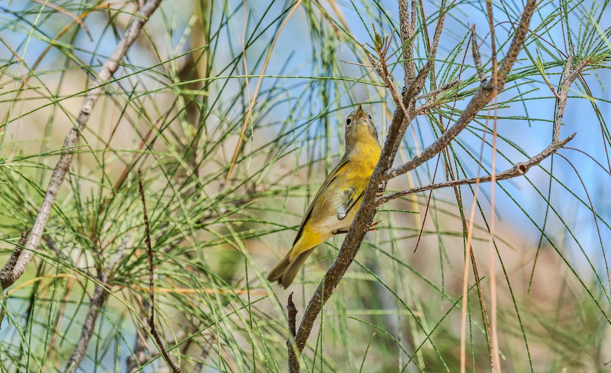 Nashville Warbler - ML642736168