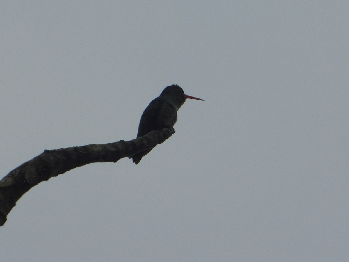 Gilded Hummingbird - ML642736177