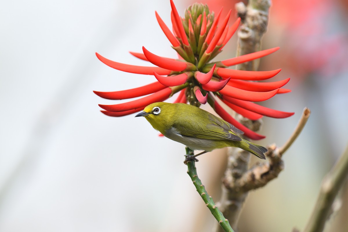 Swinhoe's White-eye - ML642736179