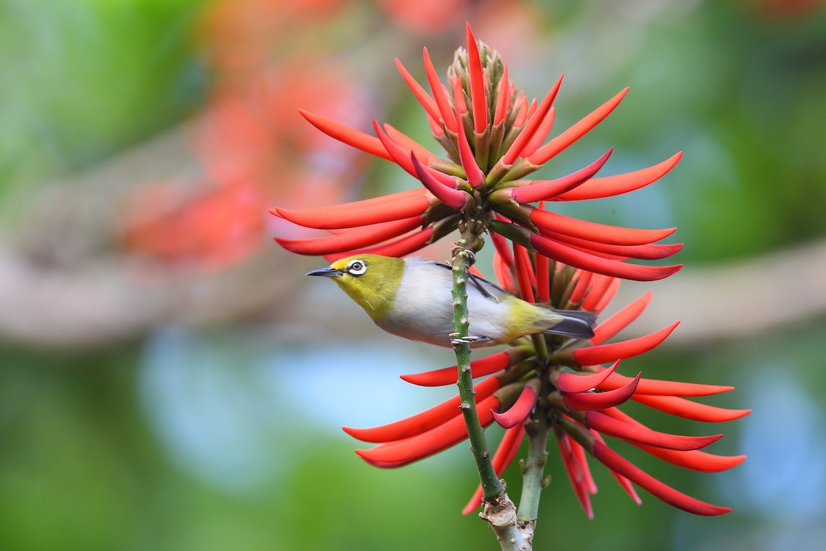 Swinhoe's White-eye - ML642736181