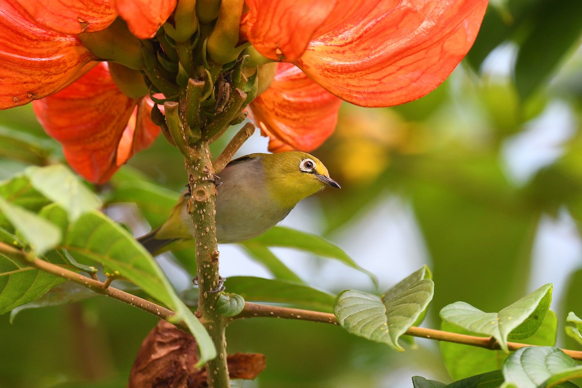 Swinhoe's White-eye - ML642736182