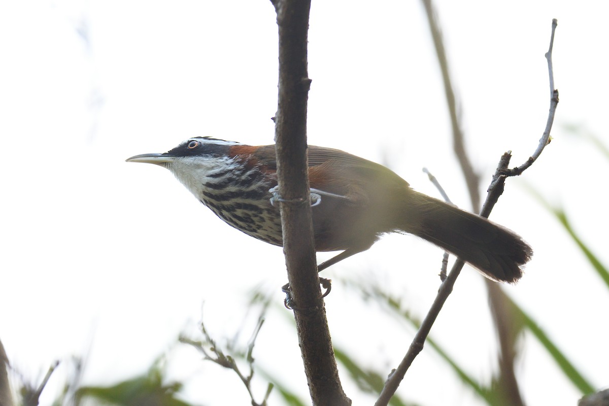 Taiwan Scimitar-Babbler - ML642736188
