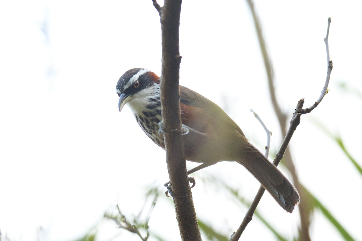 Taiwan Scimitar-Babbler - ML642736189