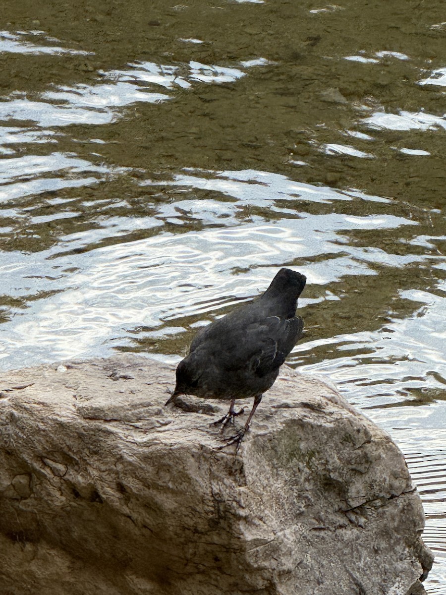 American Dipper - ML642736203