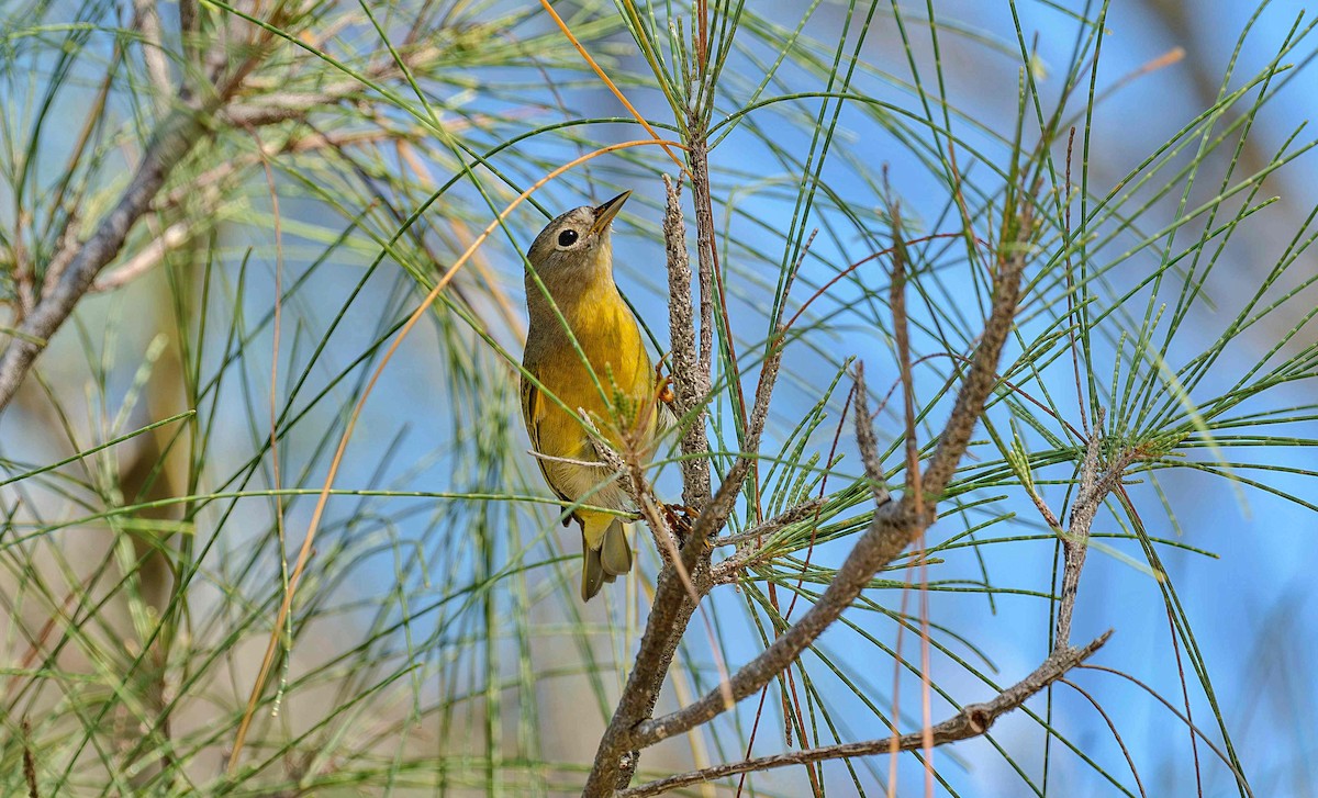Nashville Warbler - ML642736205