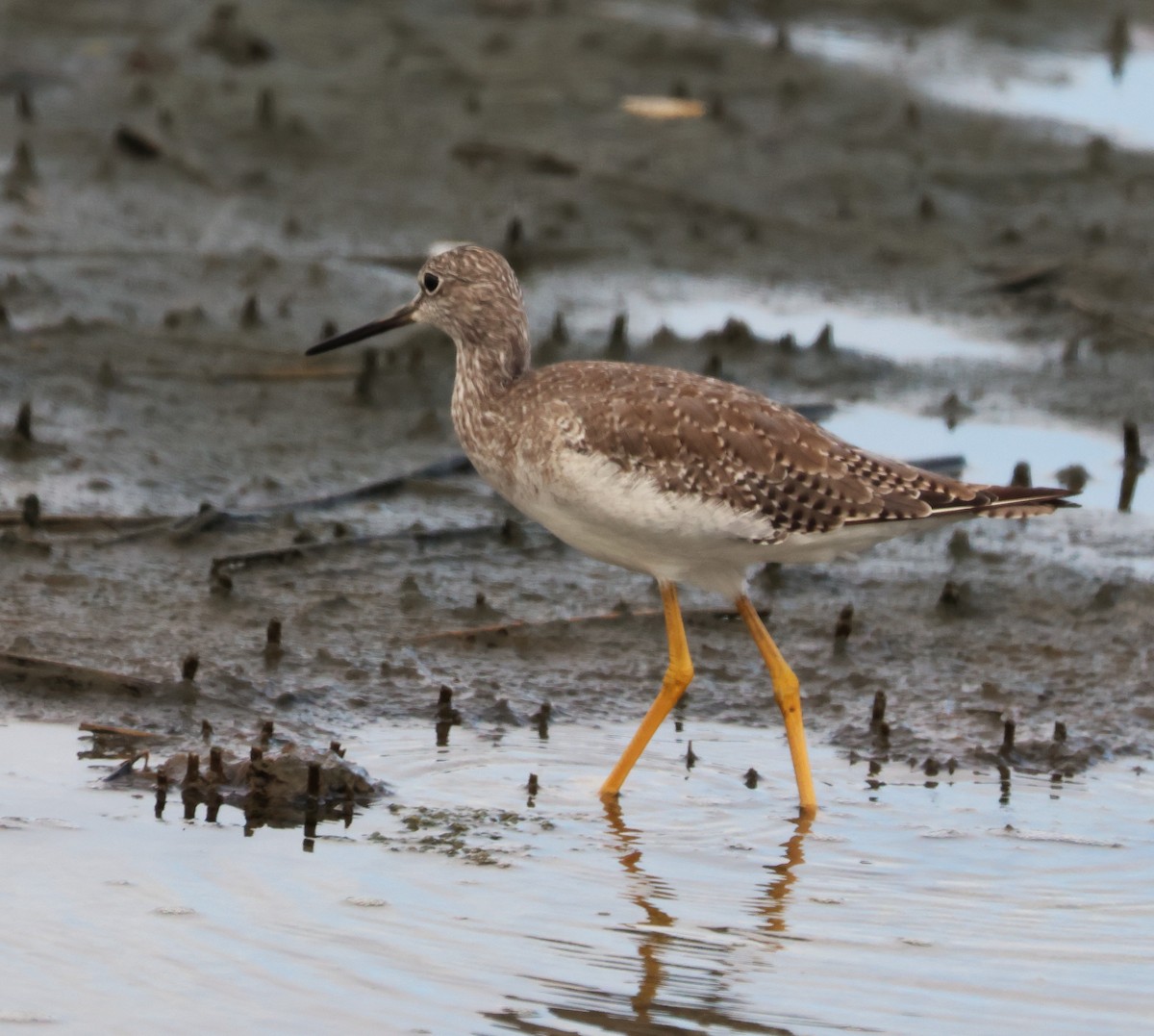 Greater Yellowlegs - ML642736219