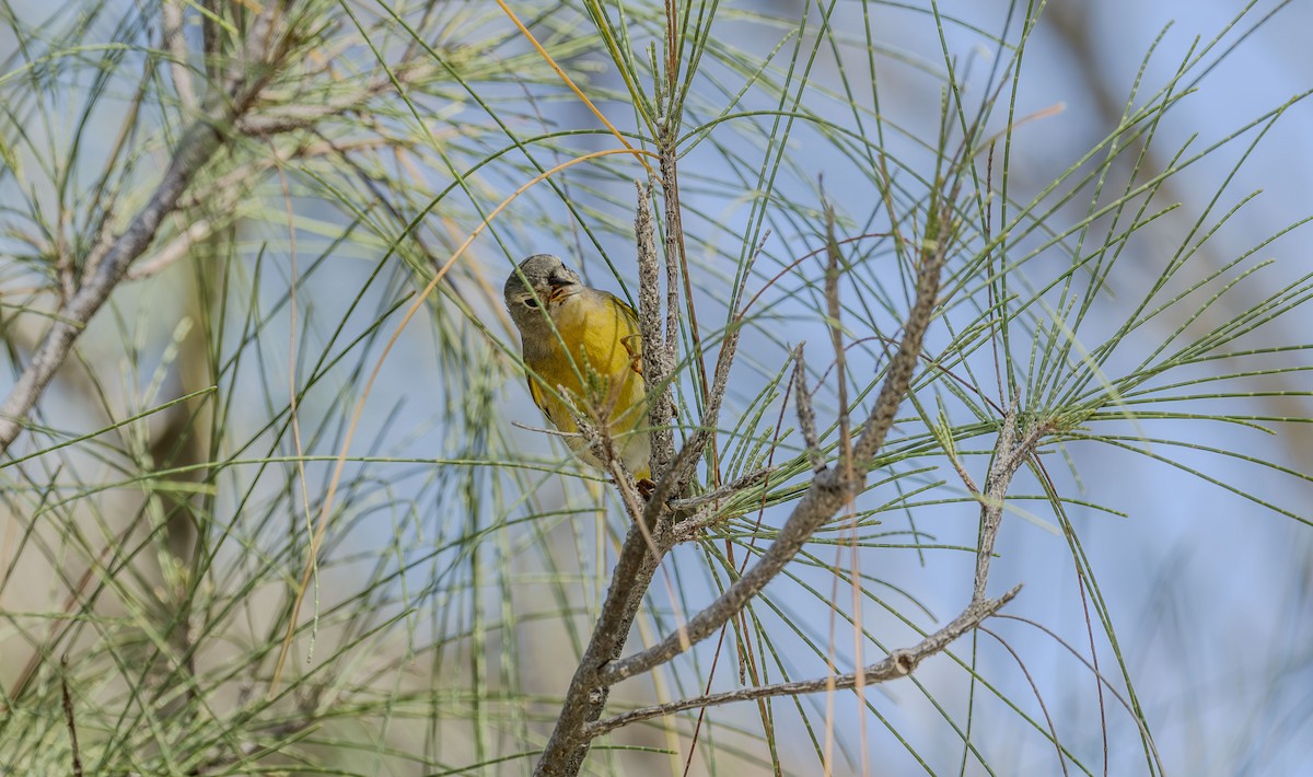 Nashville Warbler - ML642736243