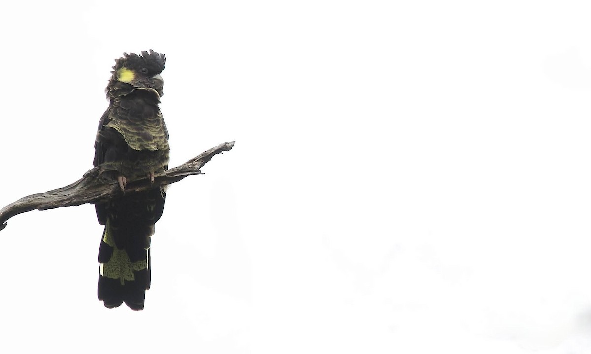 Yellow-tailed Black-Cockatoo - ML642736246