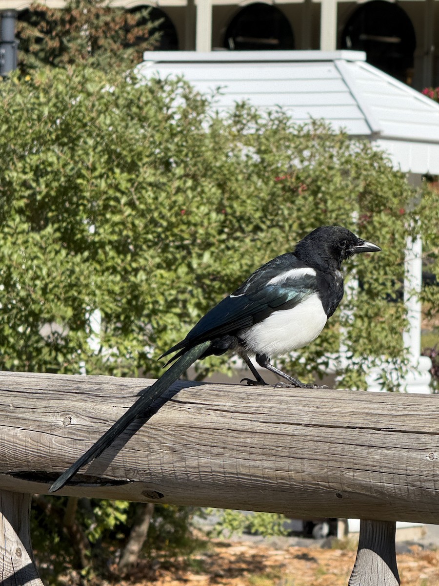 Black-billed Magpie - ML642736266