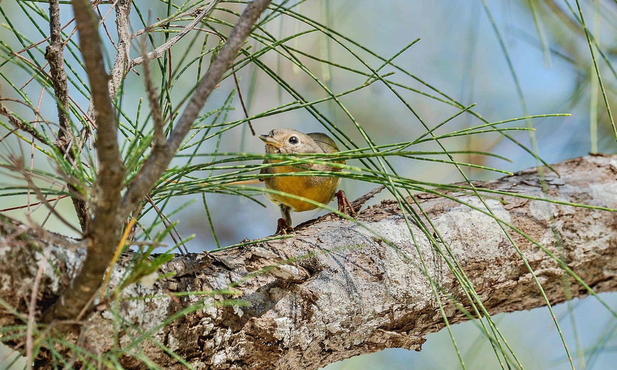 Nashville Warbler - ML642736267