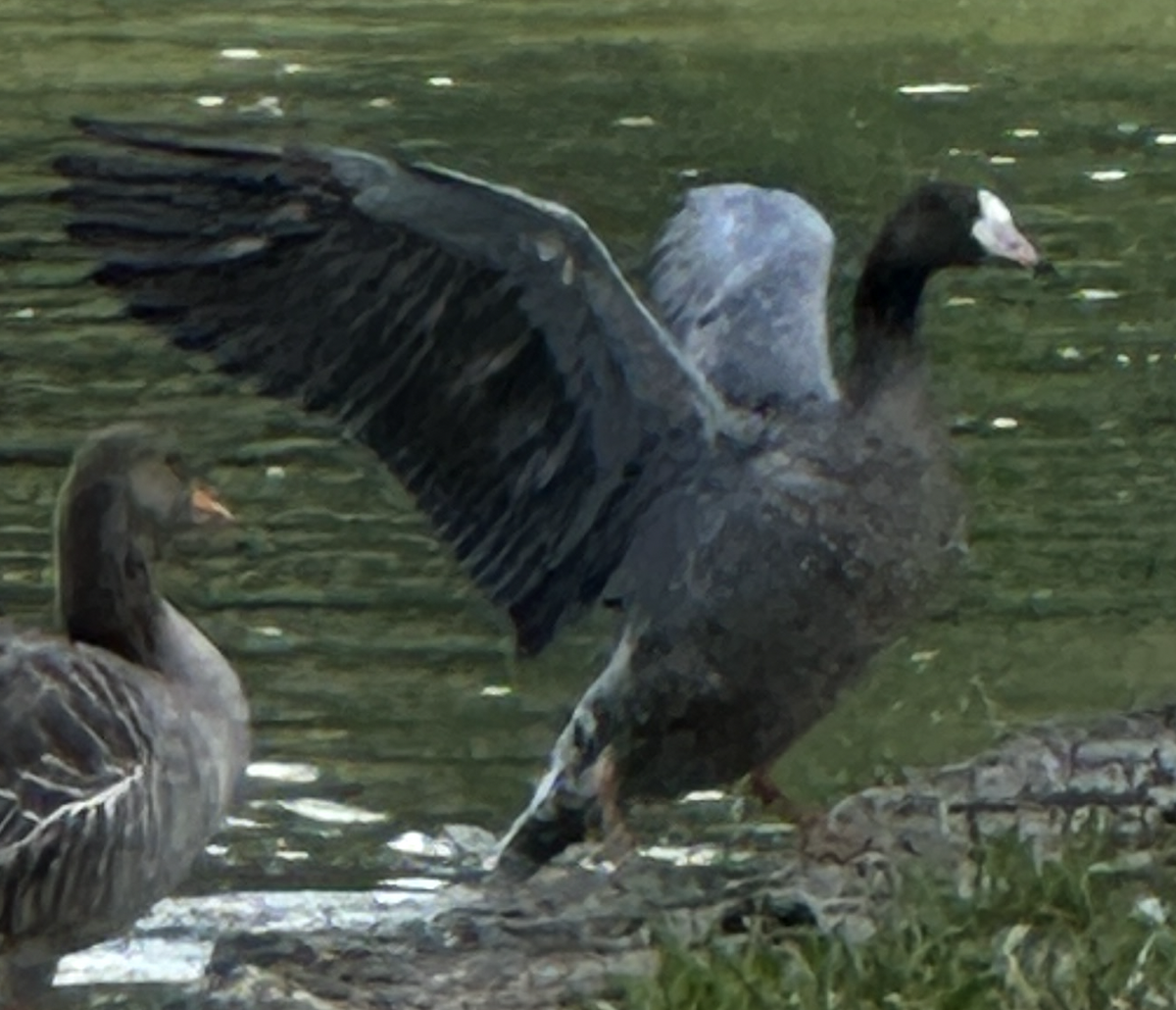 Lesser White-fronted Goose - ML642736272