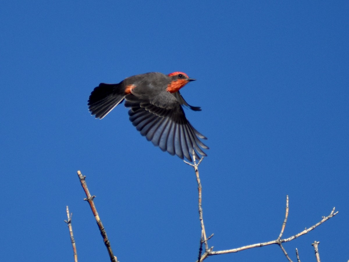 Vermilion Flycatcher - ML642736319