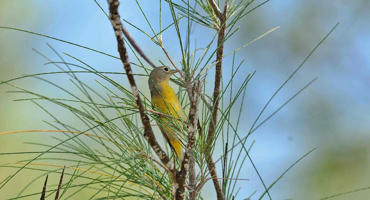 Nashville Warbler - ML642736325