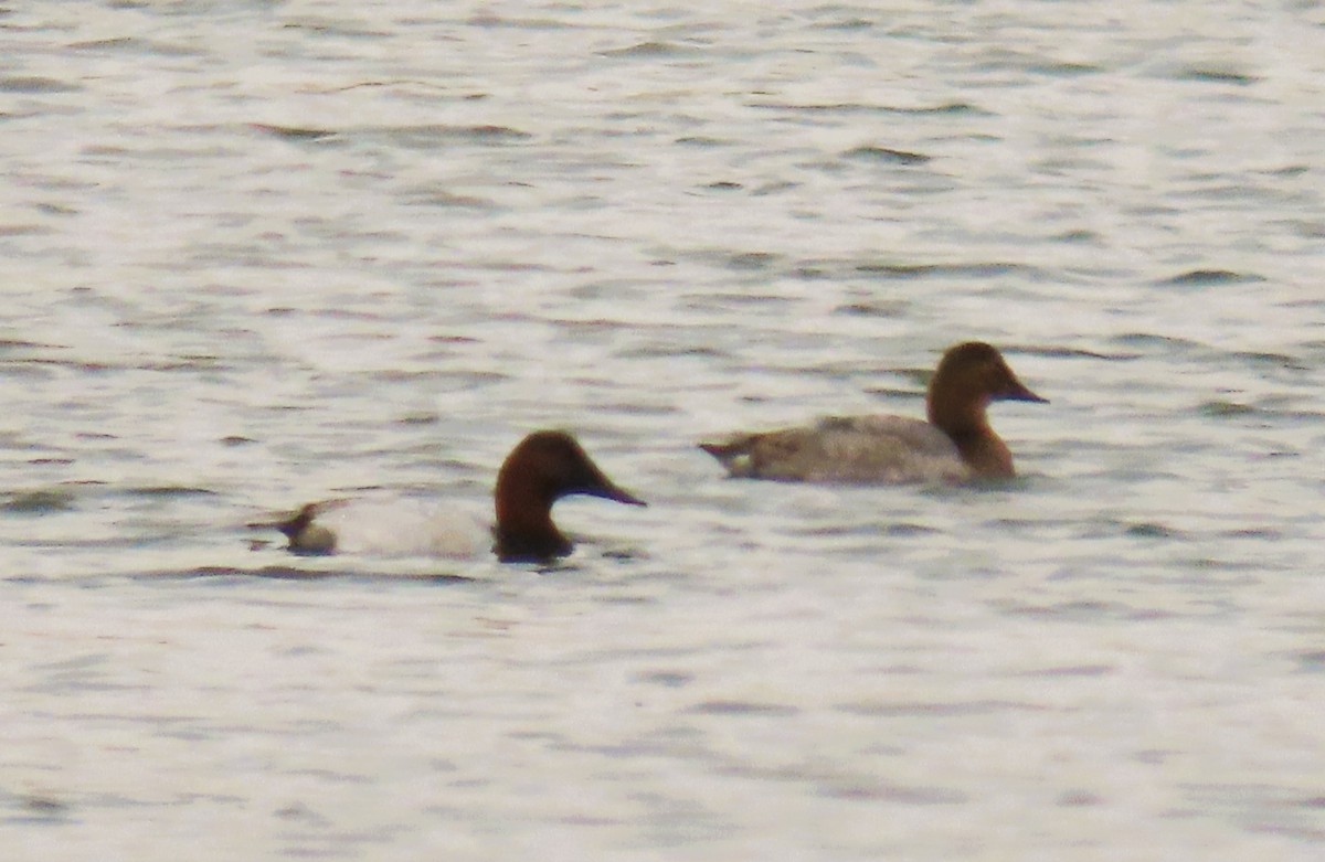 Canvasback - ML642736345