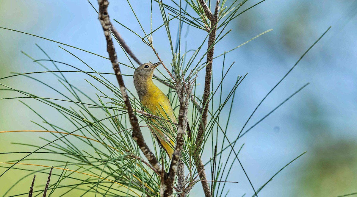 Nashville Warbler - ML642736354