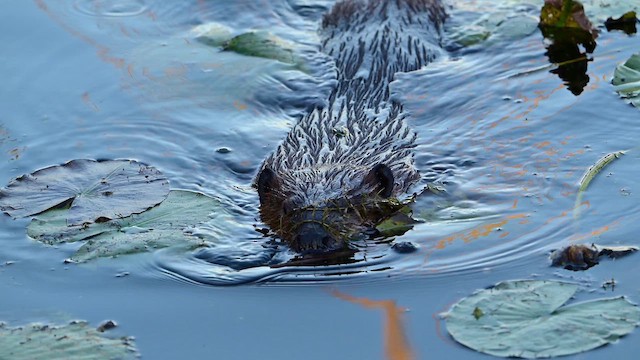 American Beaver - ML642736359