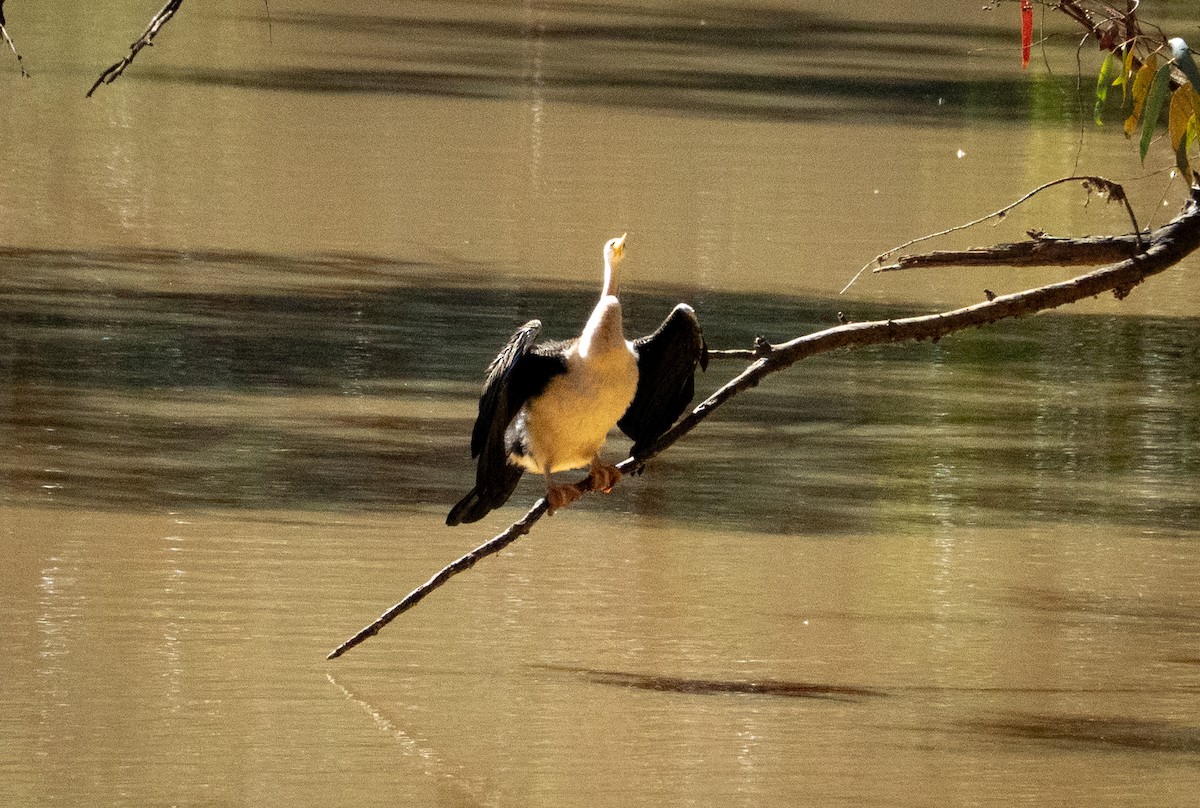 Australasian Darter - ML642736361