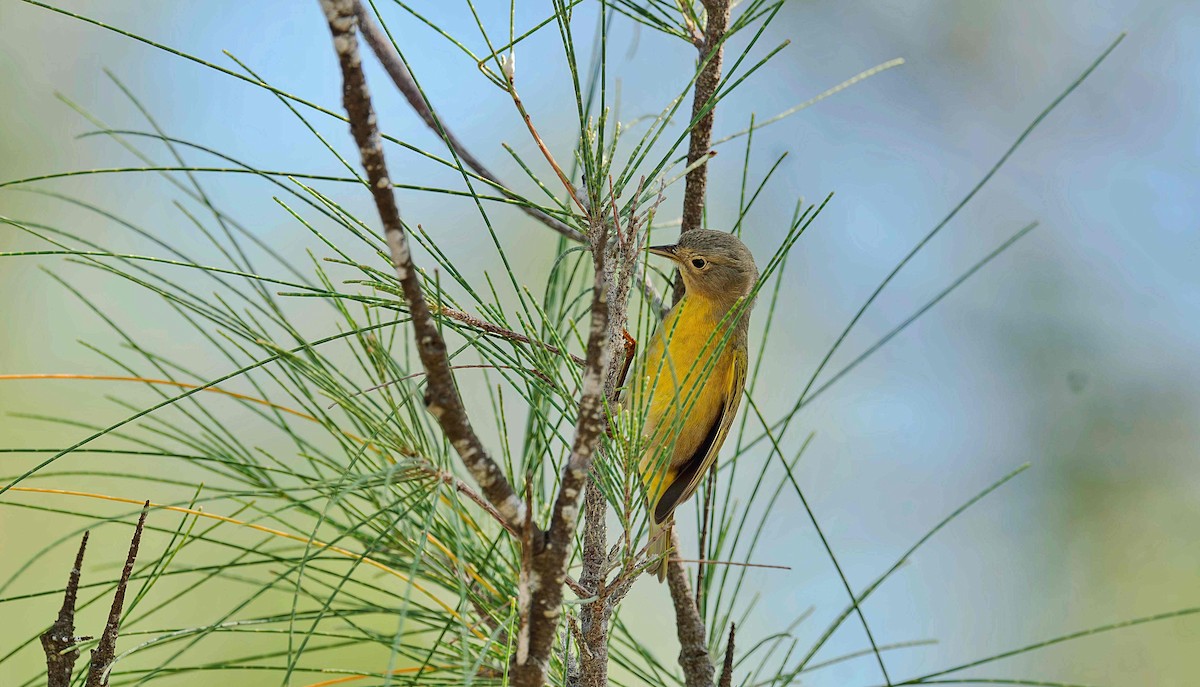 Nashville Warbler - ML642736367